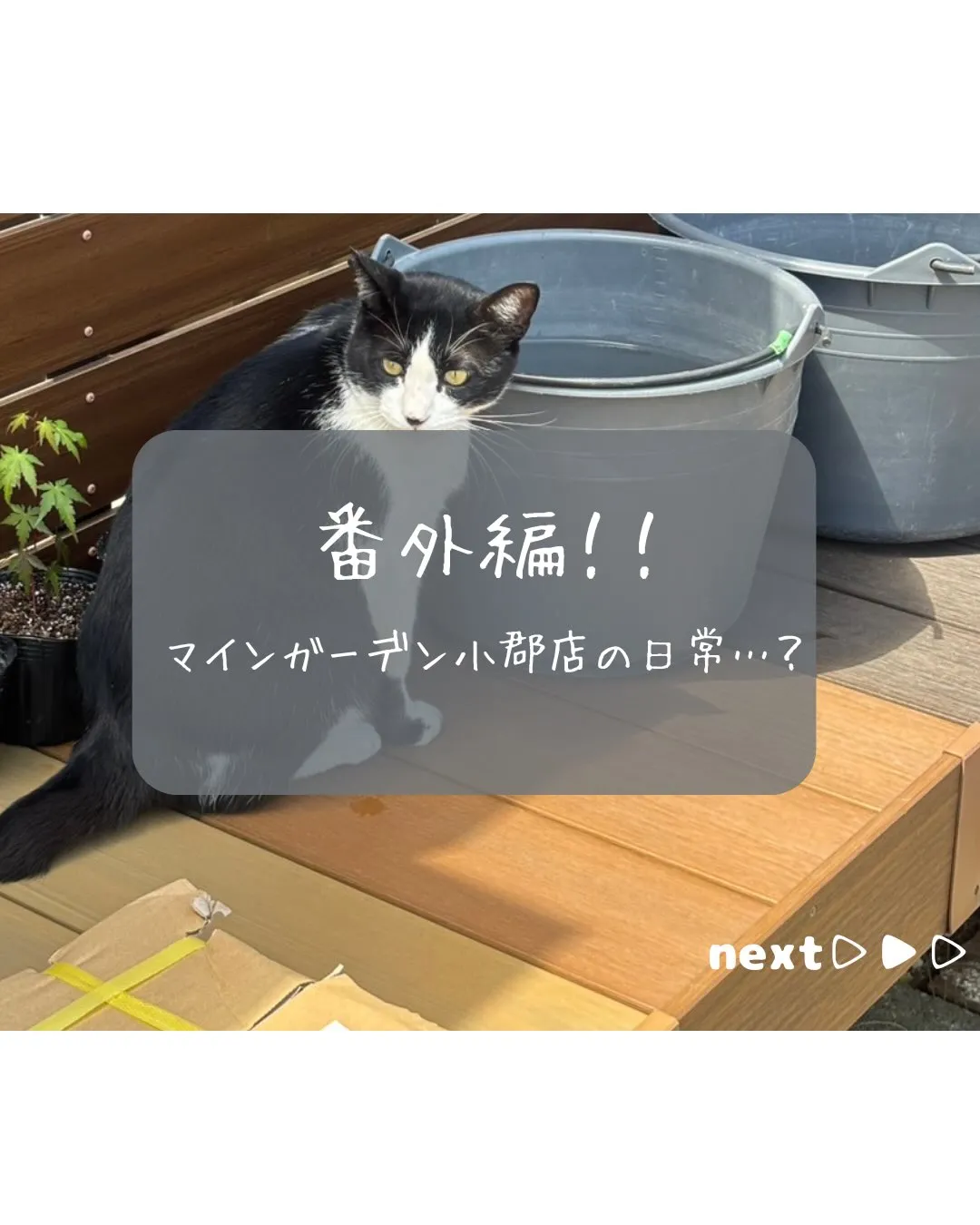 【日常投稿…？】