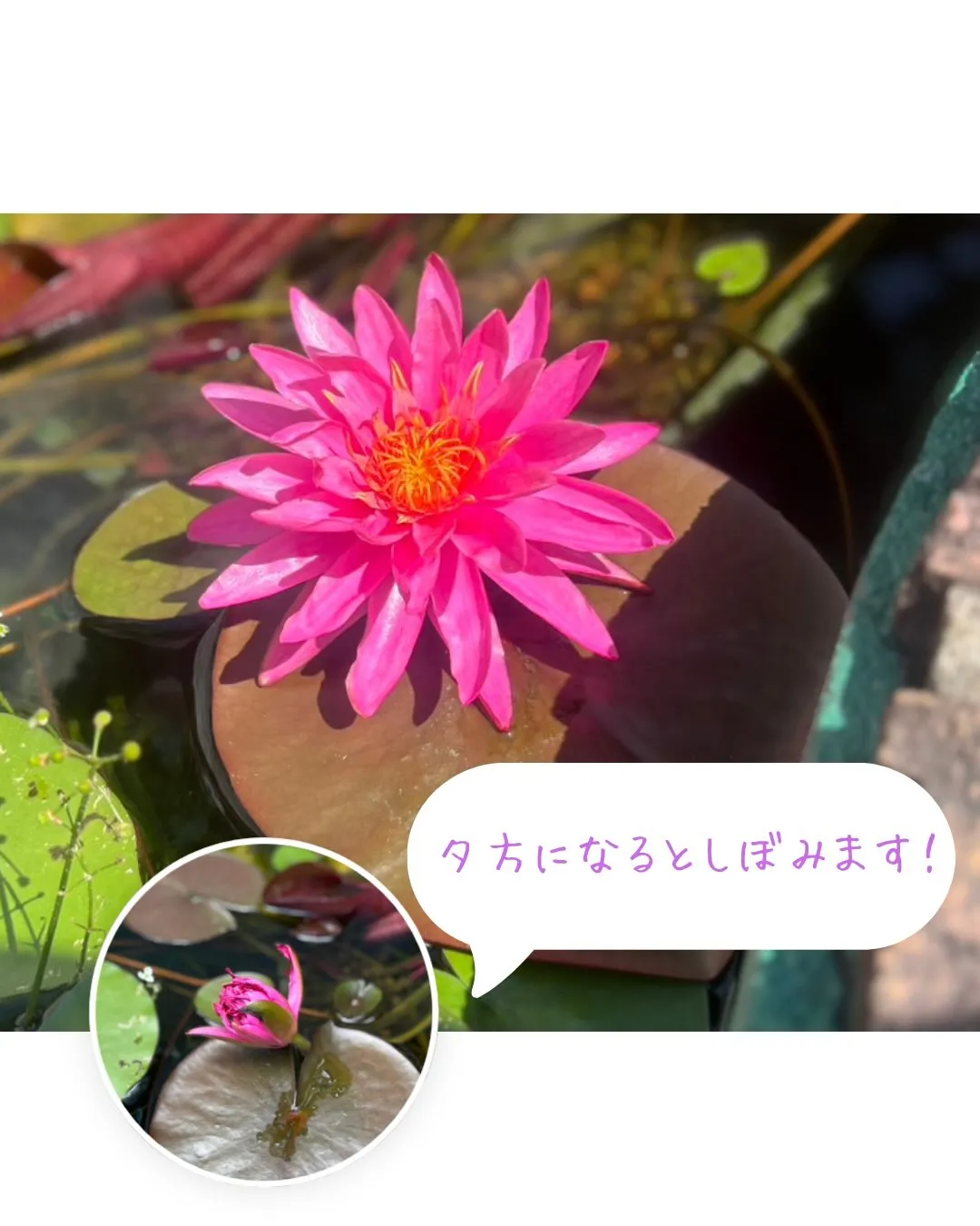 【日常投稿…？】